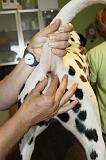 DALMATIEN - GLANDES ANALES 006